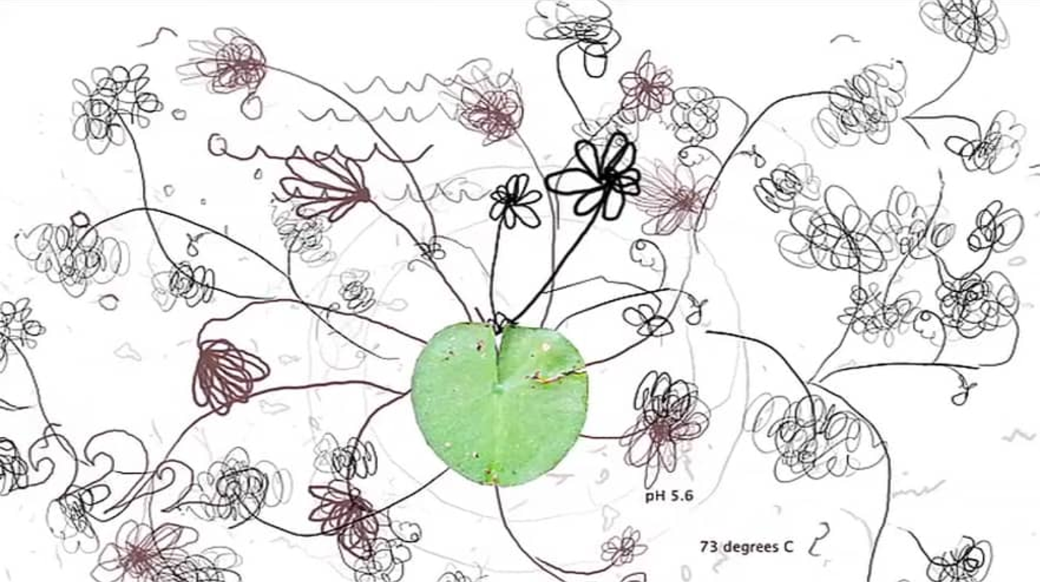 Lilipod